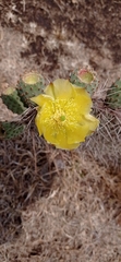 Opuntia gosseliniana
