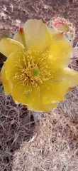 Opuntia gosseliniana