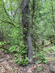 Prunus × pugetensis