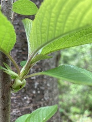 Prunus × pugetensis
