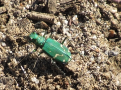 Cicindela tranquebarica sierra