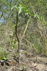 Jatropha macrocarpa