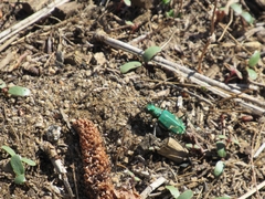 Cicindela tranquebarica sierra