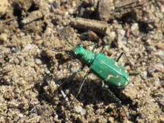 Cicindela tranquebarica sierra