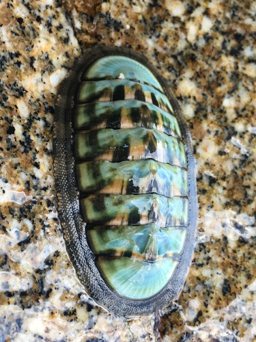 Chiton articulatus