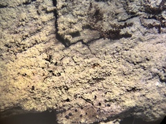 Lecanora nothocaesiella