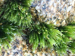 Chaetomorpha antennina