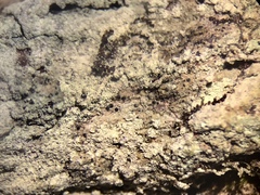Lecanora nothocaesiella