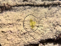 Lecanora nothocaesiella
