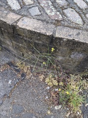 Sisymbrium orientale