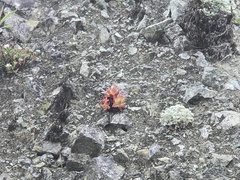 Dudleya farinosa