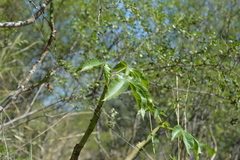 Jatropha macrocarpa