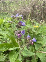 Pulmonaria officinalis