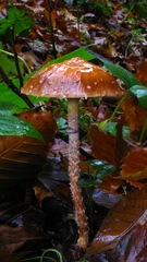 Leratiomyces squamosus thraustus