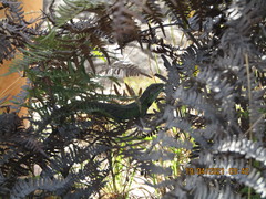 Stenocercus trachycephalus