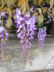 Wisteria