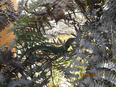 Stenocercus trachycephalus