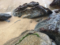 Chaetomorpha antennina