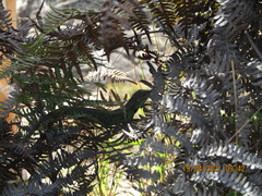 Stenocercus trachycephalus