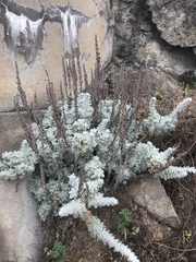 Artemisia pycnocephala