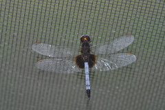 Erythrodiplax justiniana