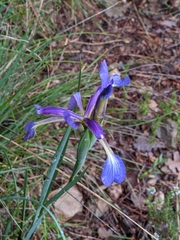 Iris reichenbachiana