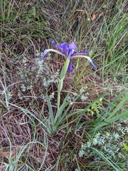 Iris reichenbachiana