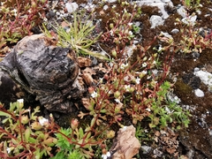 Saxifraga tridactylites
