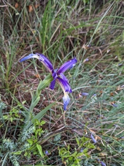 Iris reichenbachiana