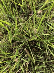 Cyperus