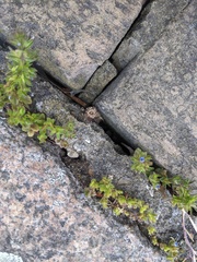 Veronica arvensis