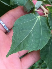 Heliocarpus