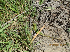 Stenocercus trachycephalus