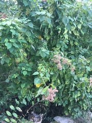 Heliocarpus