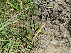 Stenocercus trachycephalus