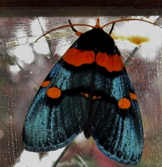 Egybolis vaillantina