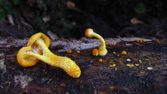 Cyptotrama chrysopepla