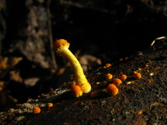 Cyptotrama chrysopepla