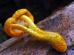 Cyptotrama chrysopepla