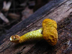 Cyptotrama chrysopepla