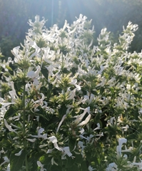 Hypoestes aristata alba