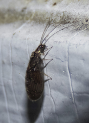 Sympherobius occidentalis