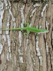 Anolis carolinensis