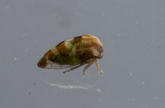 Cyrtolobus togatus