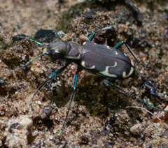 Cicindela ancocisconensis