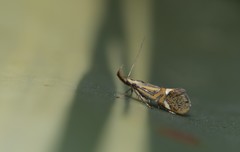 Alabonia herculeella