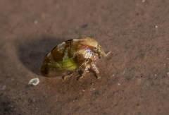 Cyrtolobus togatus