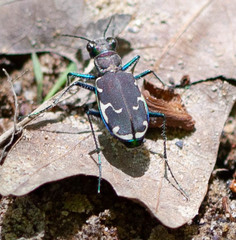 Cicindela ancocisconensis