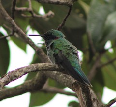 Colibri serrirostris