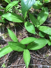 Clintonia uniflora